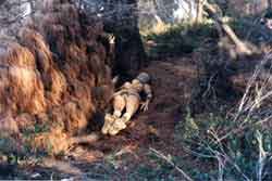 Casuarina Woman -- on site NZ flax, twigs, Linen thread